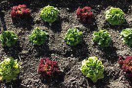 Salad in the field