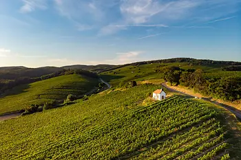 Vineyards in Burgenland