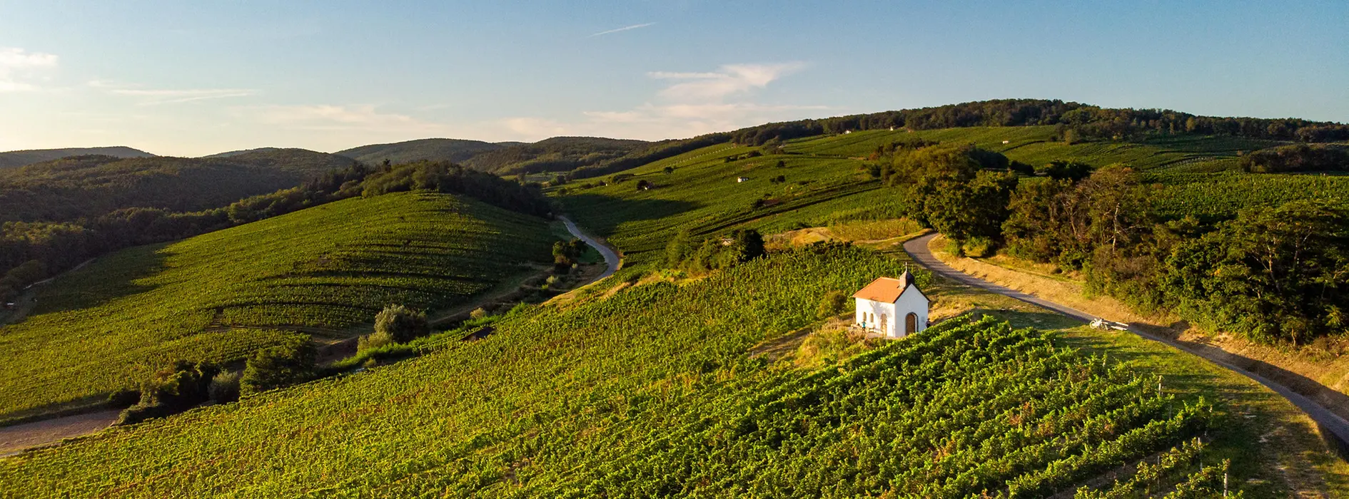 Vineyards in Burgenland