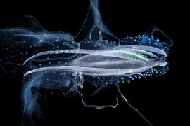 Photograph by Manfred Wakolbinger of a fringed jellyfish