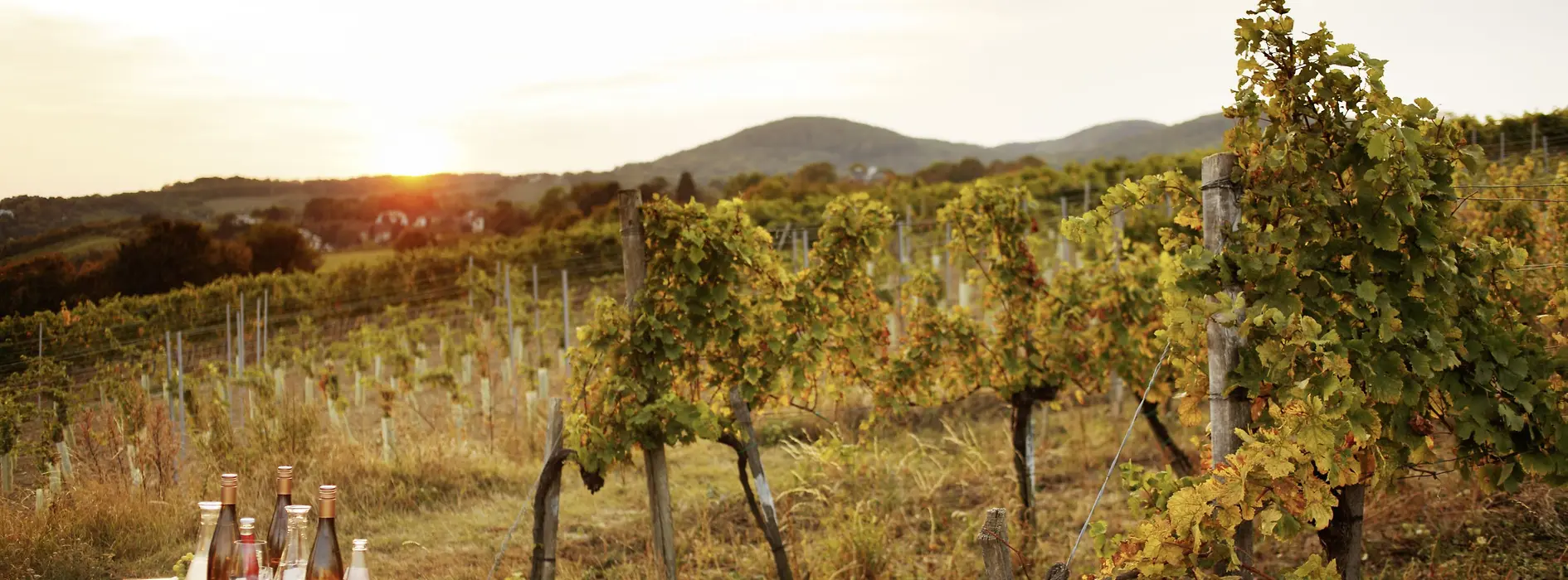 Vineyards around Vienna