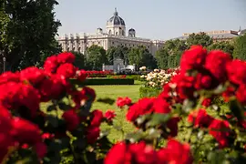 Růže v parku Volksgarten 