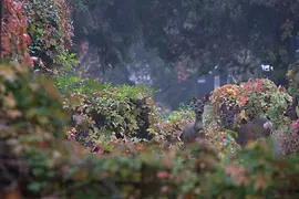 Deer at the Central Cemetary in autumn