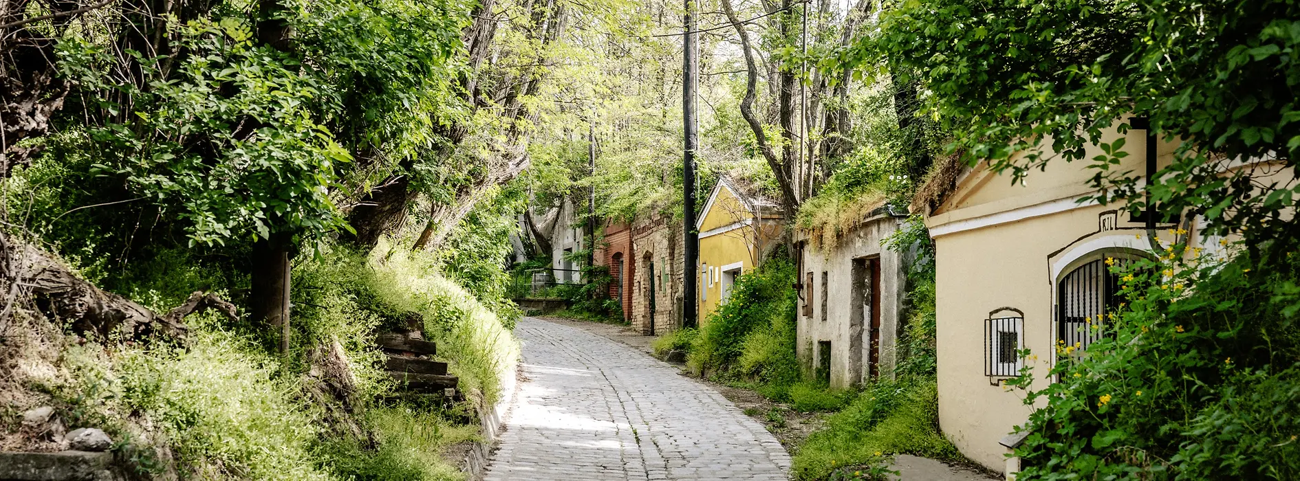 Cellar lane in Vienna