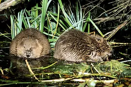Biber in der Lobau