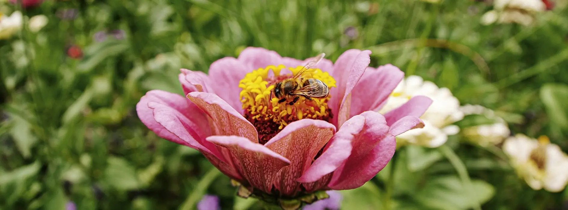 Bees on a flower
