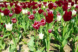 Blumenpracht in Hirschstetten
