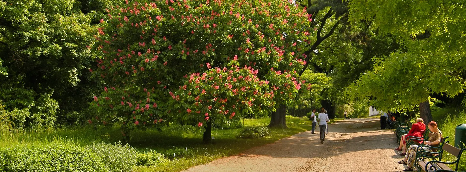 Árboles, arbustos y gente en el Jardín Botánico