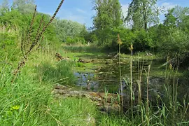 Donauufer Lobau