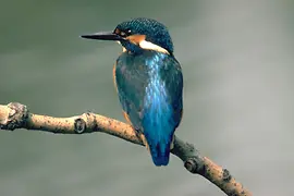 Eisvogel in der Lobau
