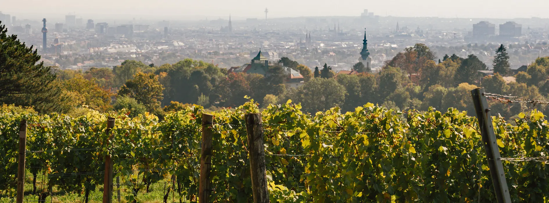 A vineyard 