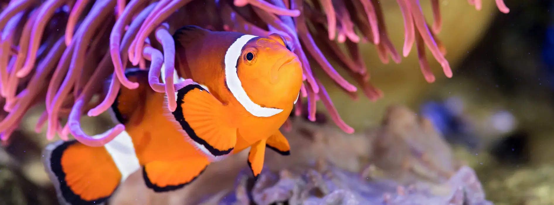 anemone clown