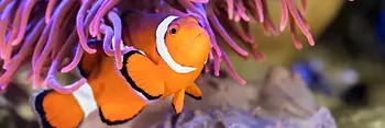 Anemonenfisch