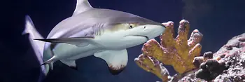 Shark in the Aqua Terra Museum