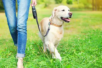 Legs and dog with a leash