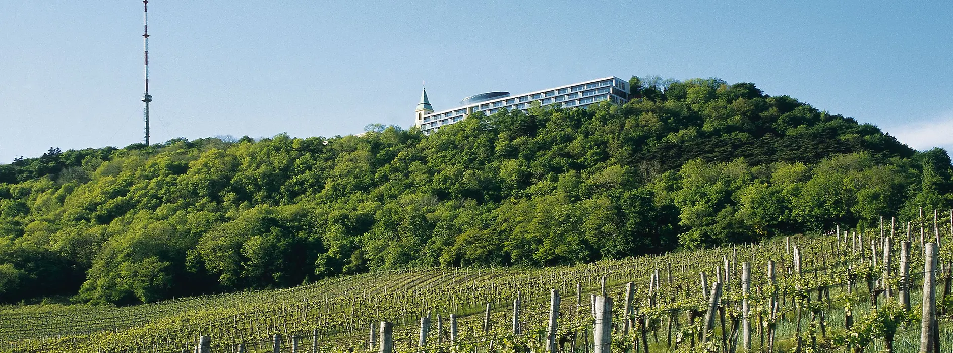 Weinberge am Kahlenberg
