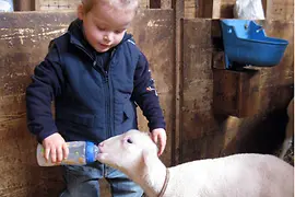 A sheep