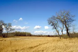 Aulandschaft