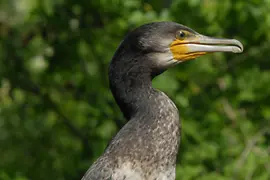 Kormoran