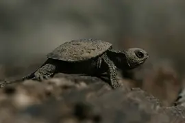 Sumpfschildkröte