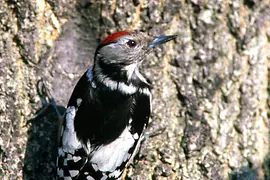 Mittelspecht