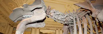 Skeleton of a mammoth