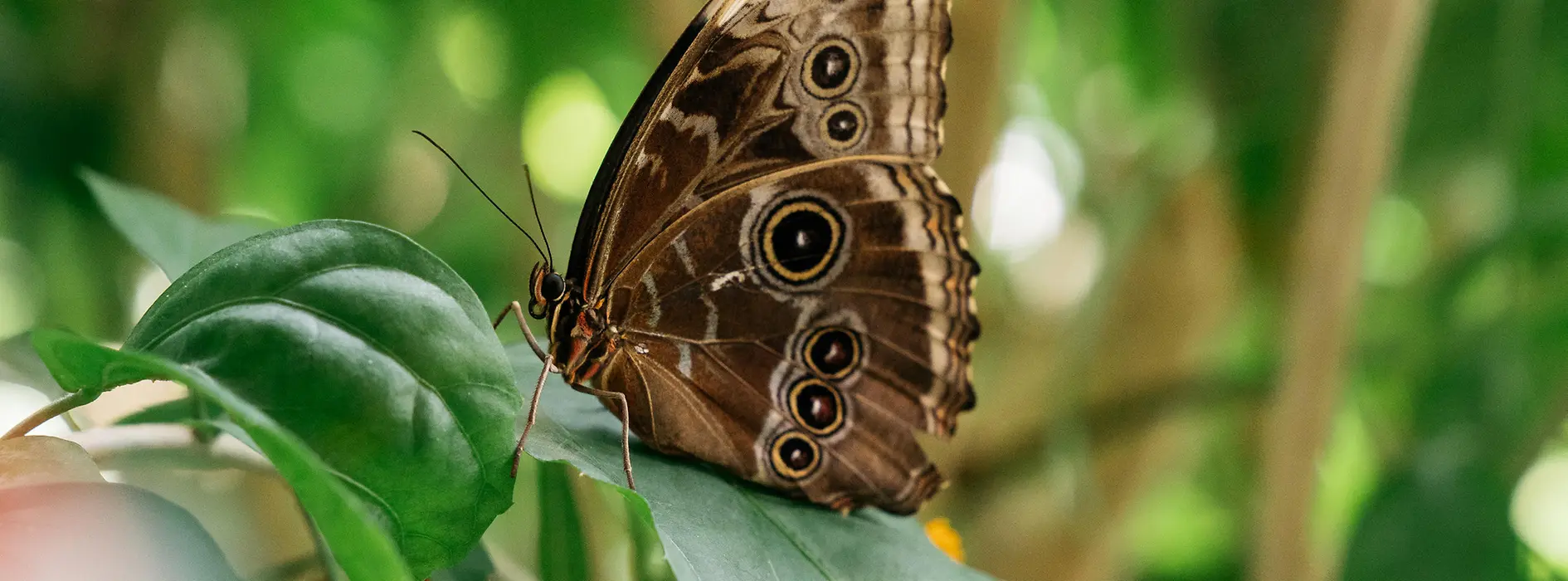 Mariposa en la casa de las mariposas del Burggarten