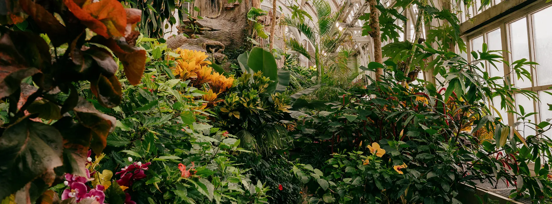 Butterfly House in the Burggarten
