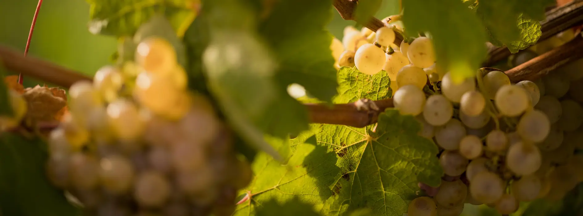 Vines