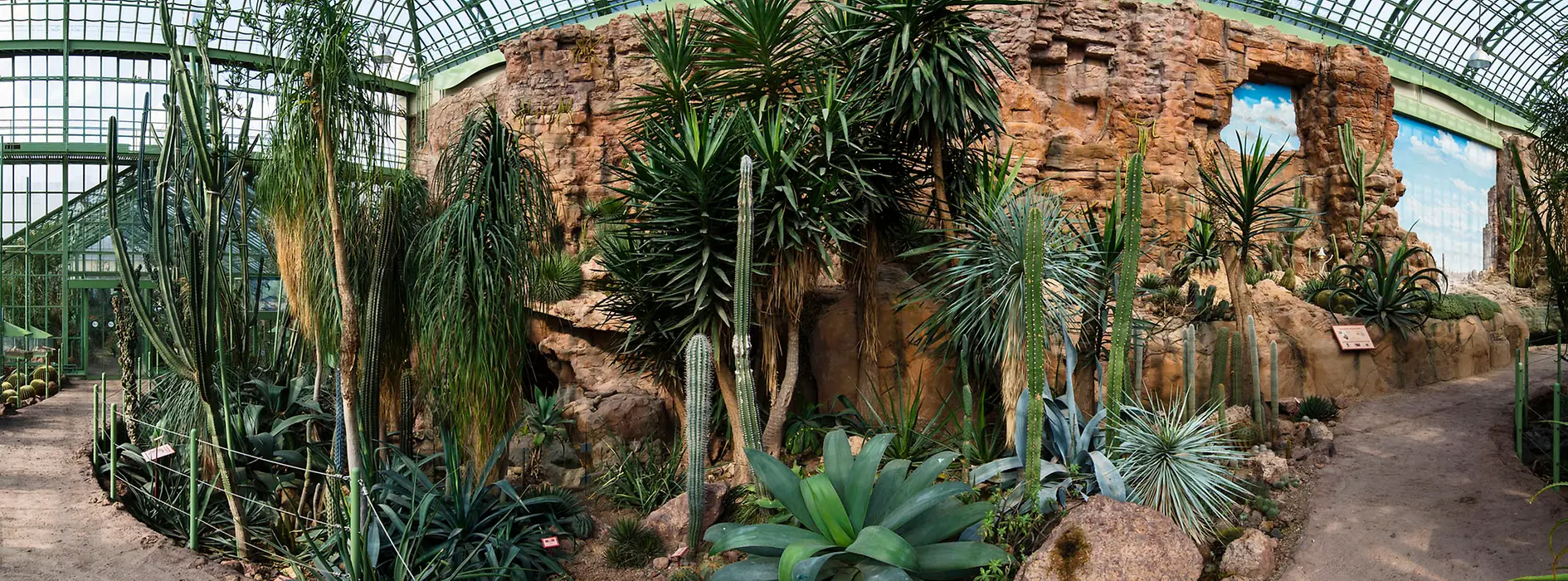 Cactus su rocce nella Casa del Deserto