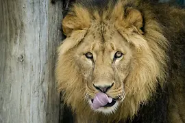 Male lion in Schönbrunn Zoo