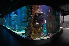 360 degree shark tank in the House of the Sea (2021)