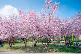 Vienna Stadtpark: Cherry blossom