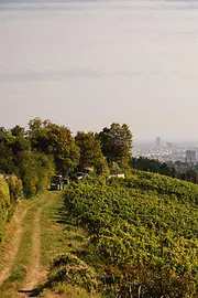A vineyard 