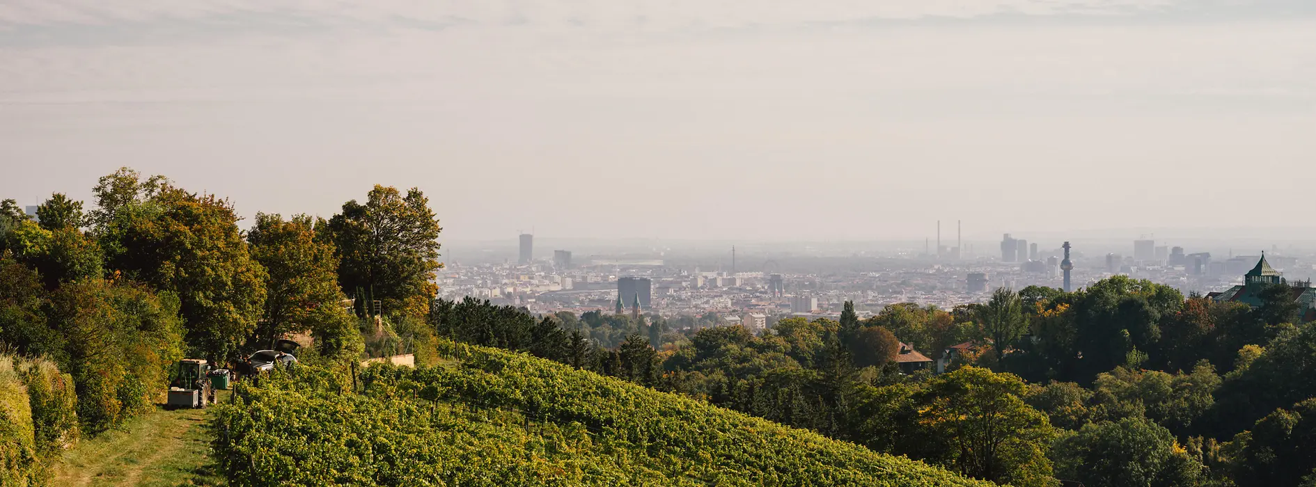 A vineyard 