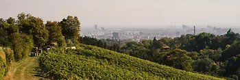Winnica 
