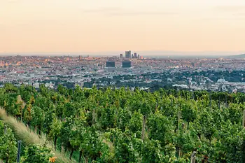 A vineyard 