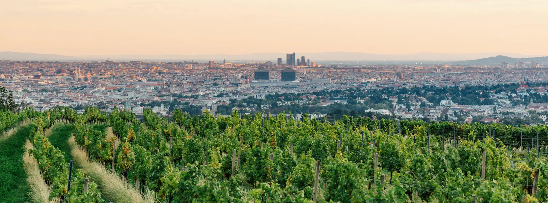 A vineyard 