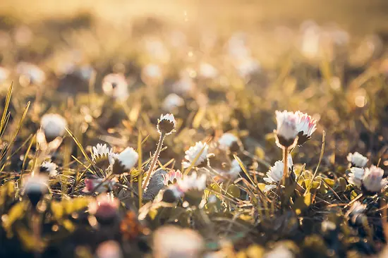 Flowers in the sun