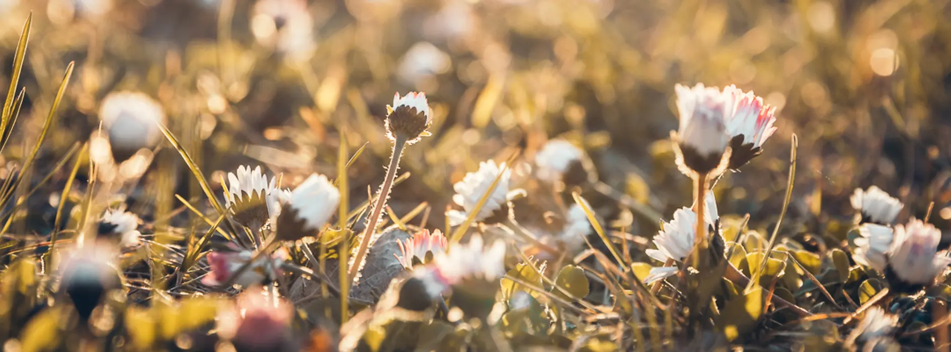 Flowers in the sun