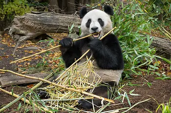 Panda "He Feng", Schönbrunn Zoo