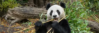 Panda "He Feng", Schönbrunn Zoo
