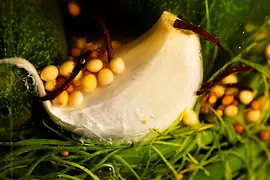 Pickled garlic